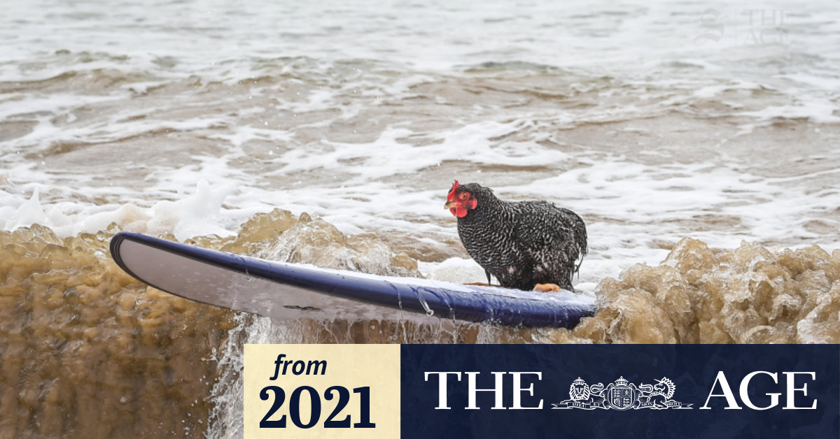 Video This chicken might surf better than you do